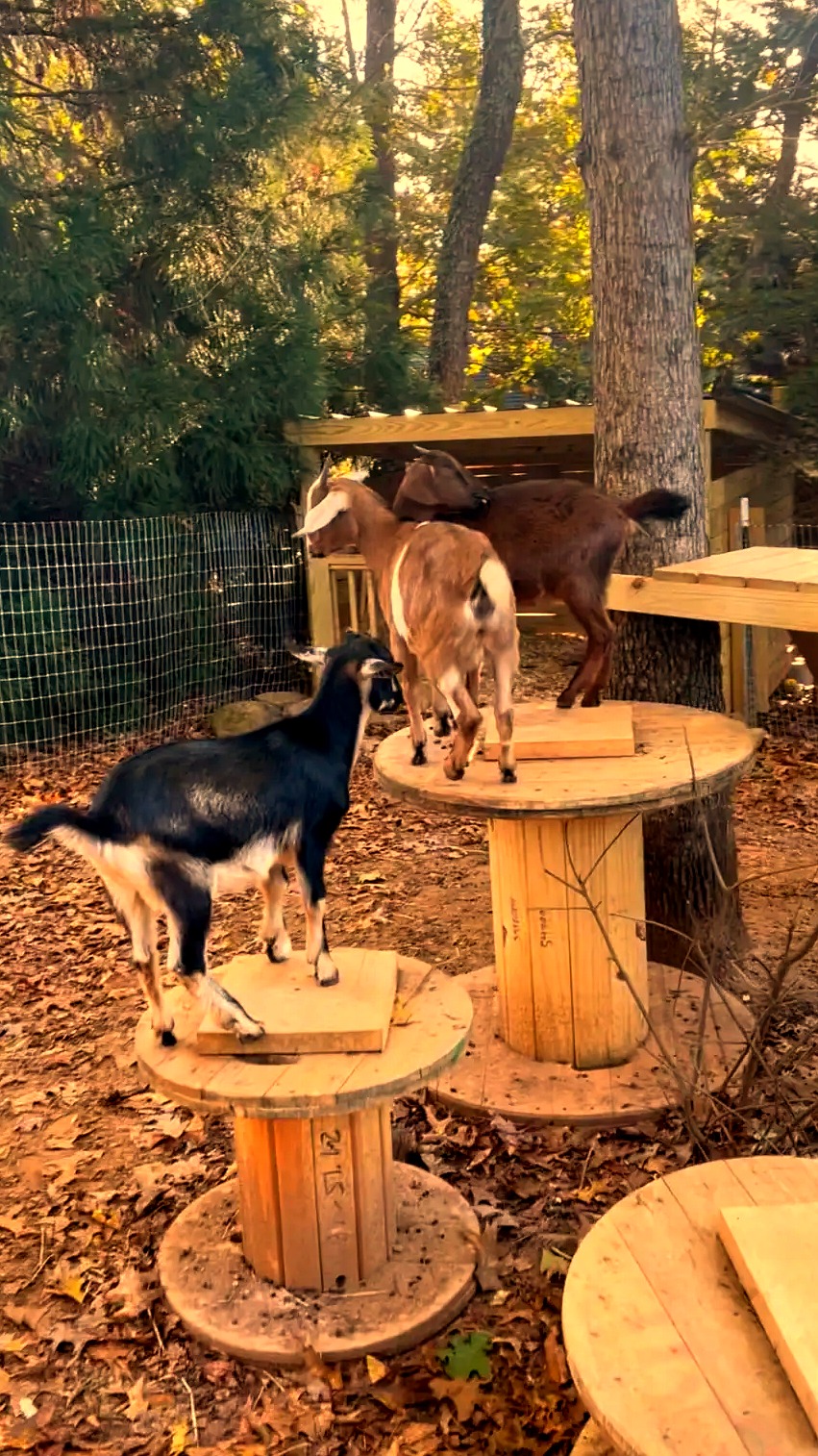 Mini goats climbing wooden spool platforms at Cowan Cove