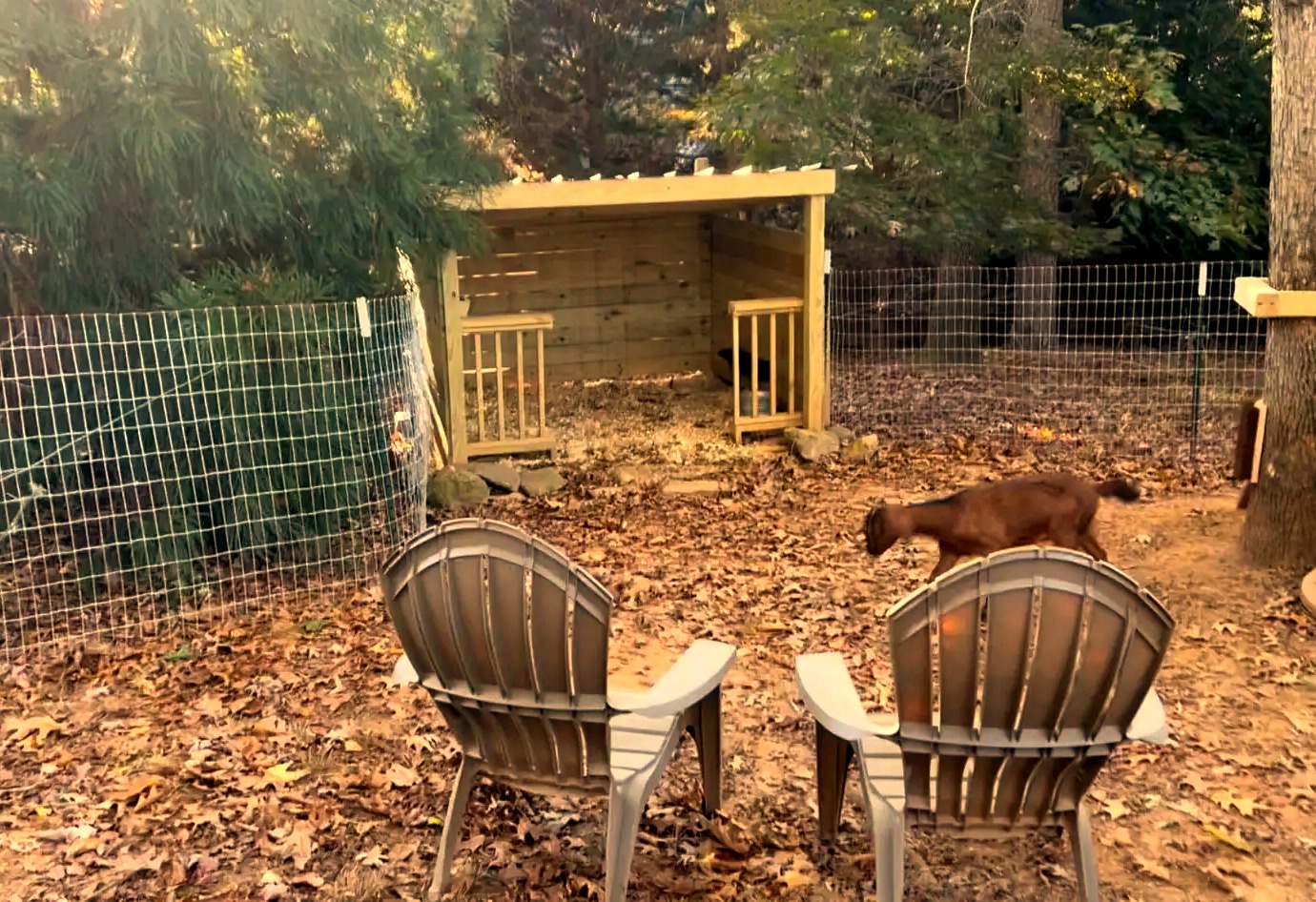 The Cowan Cove backyard with Adirondack chairs and mini goats roaming free